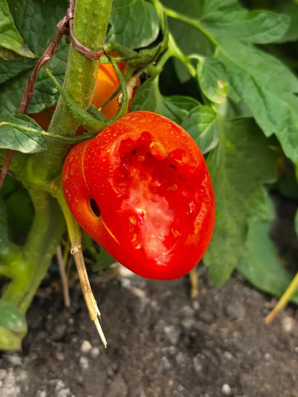 Checking a tomato's ripeness