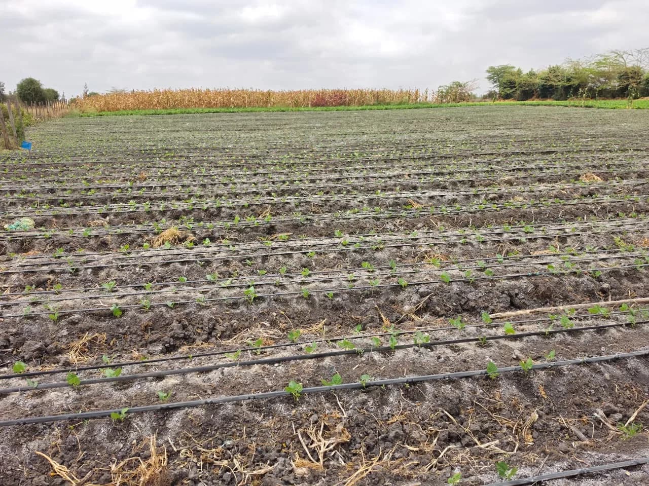 Bean seedlings stretching to the horizon