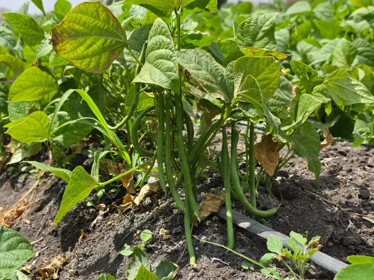 French bean pods ready for harvest