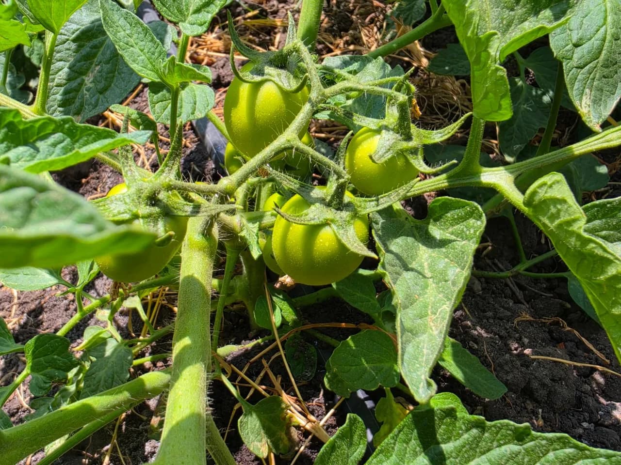 Tomatoes still green on the vine