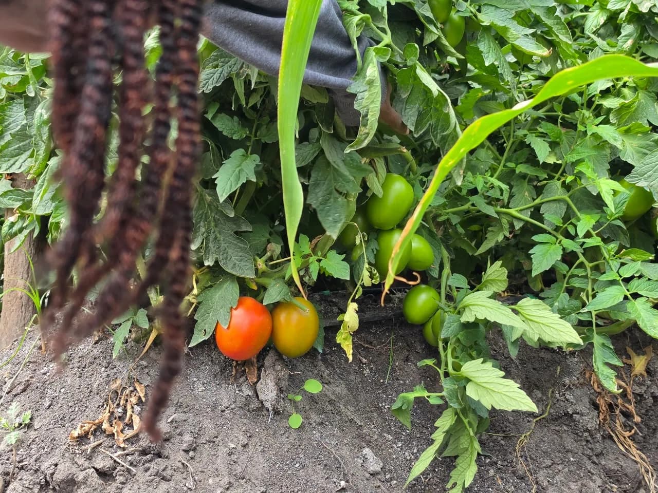 Spotting the first ripe tomatoes