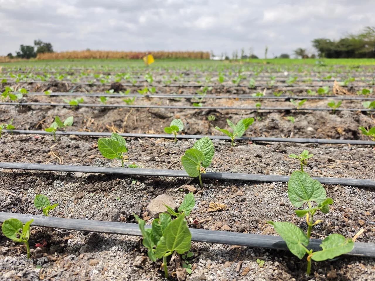 Bean seedlings with the field boundary beyond