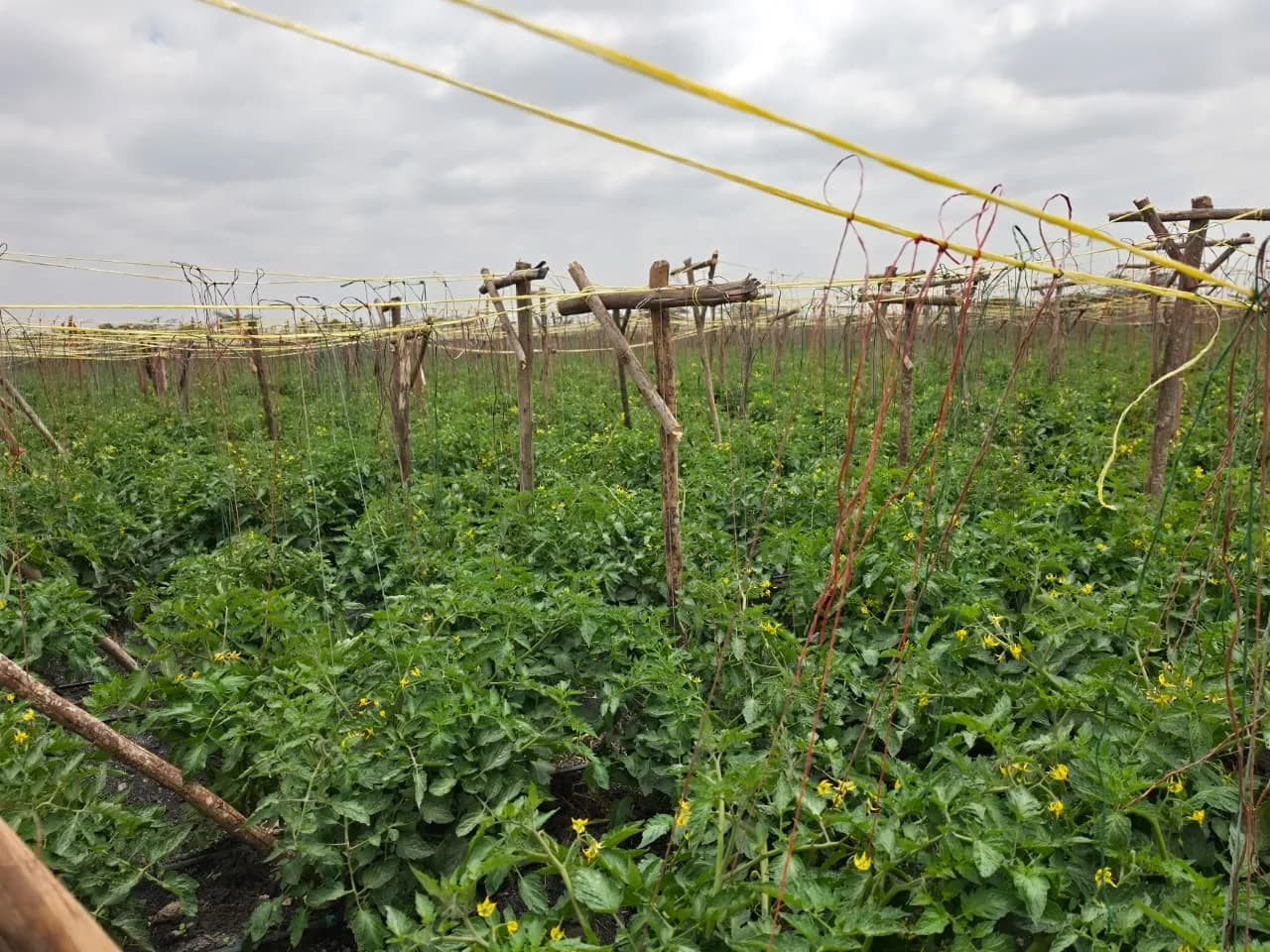 Tomato trellising in flower