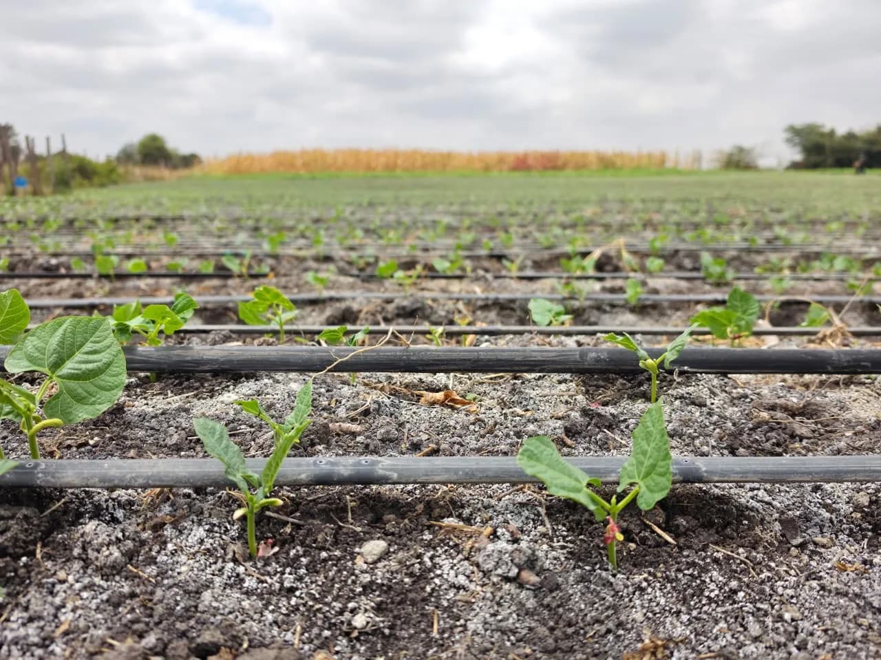 Young bean seedlings in neat rows