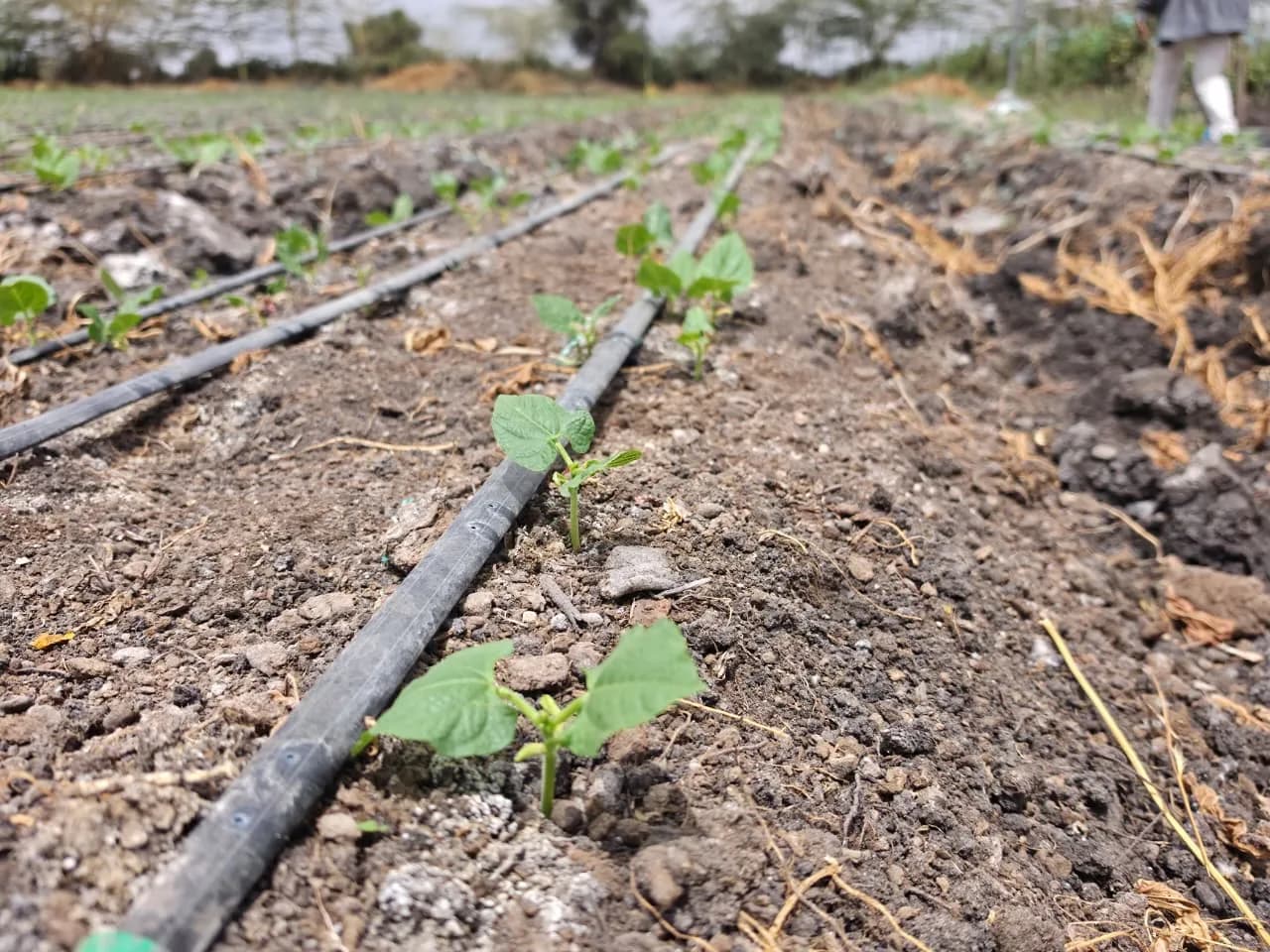 Bean seedlings stretching down the row