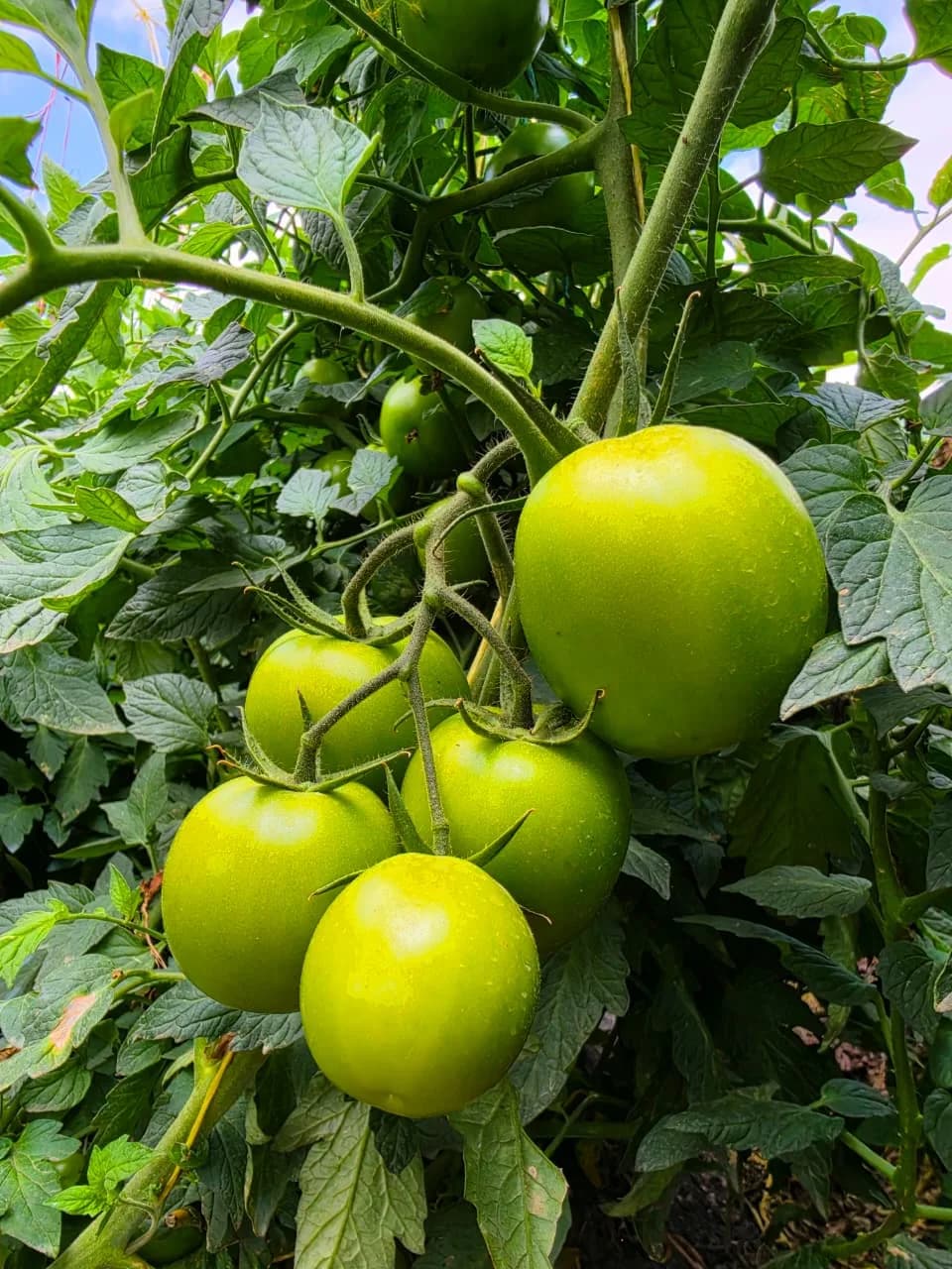 A full cluster of tomatoes on the vine