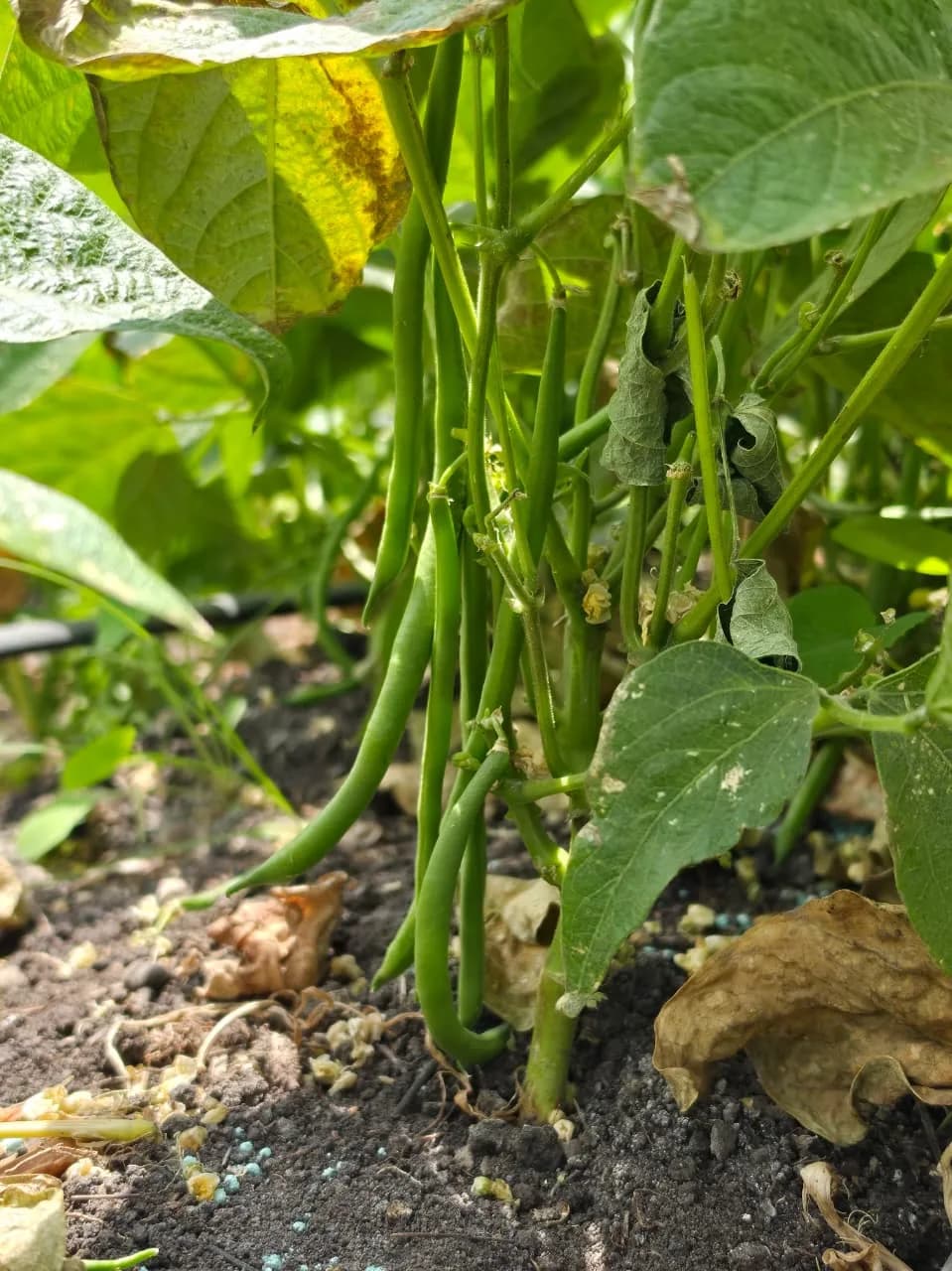 Bean seedlings with the field marker in view