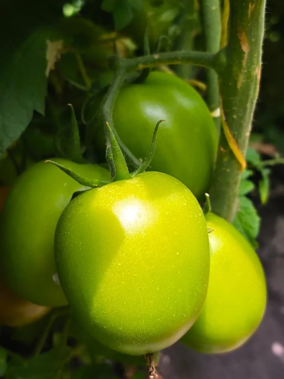 Another cluster of tomatoes on the vine
