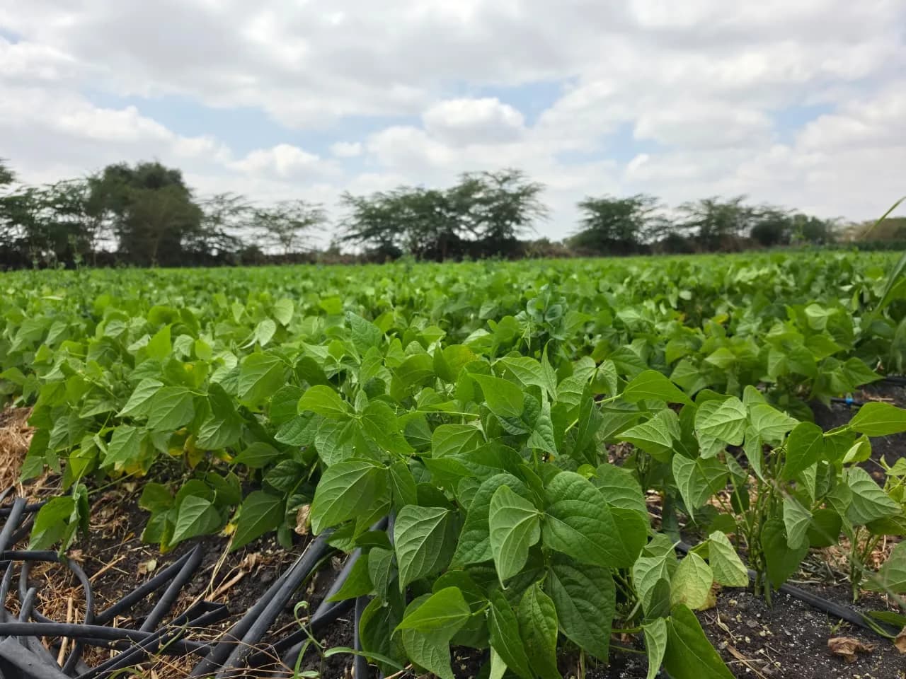 A wide stand of French beans