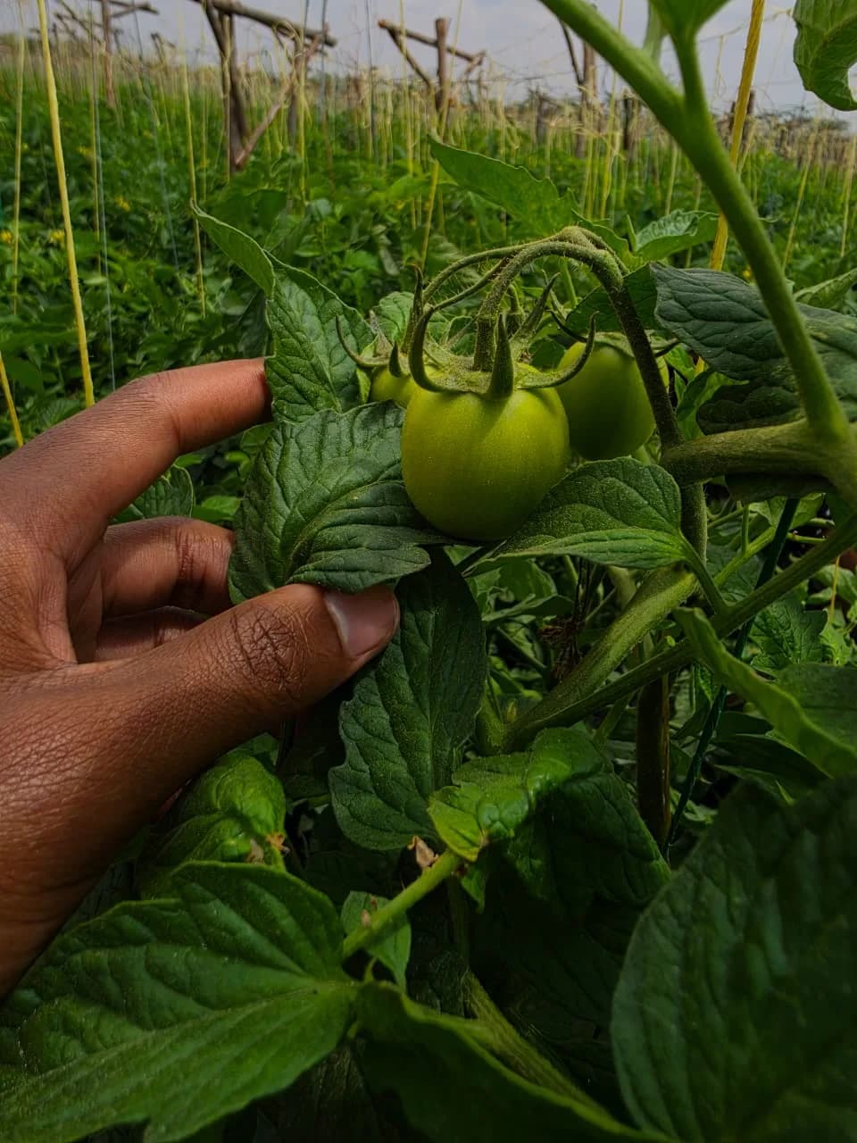 A ripe red tomato ready to pick