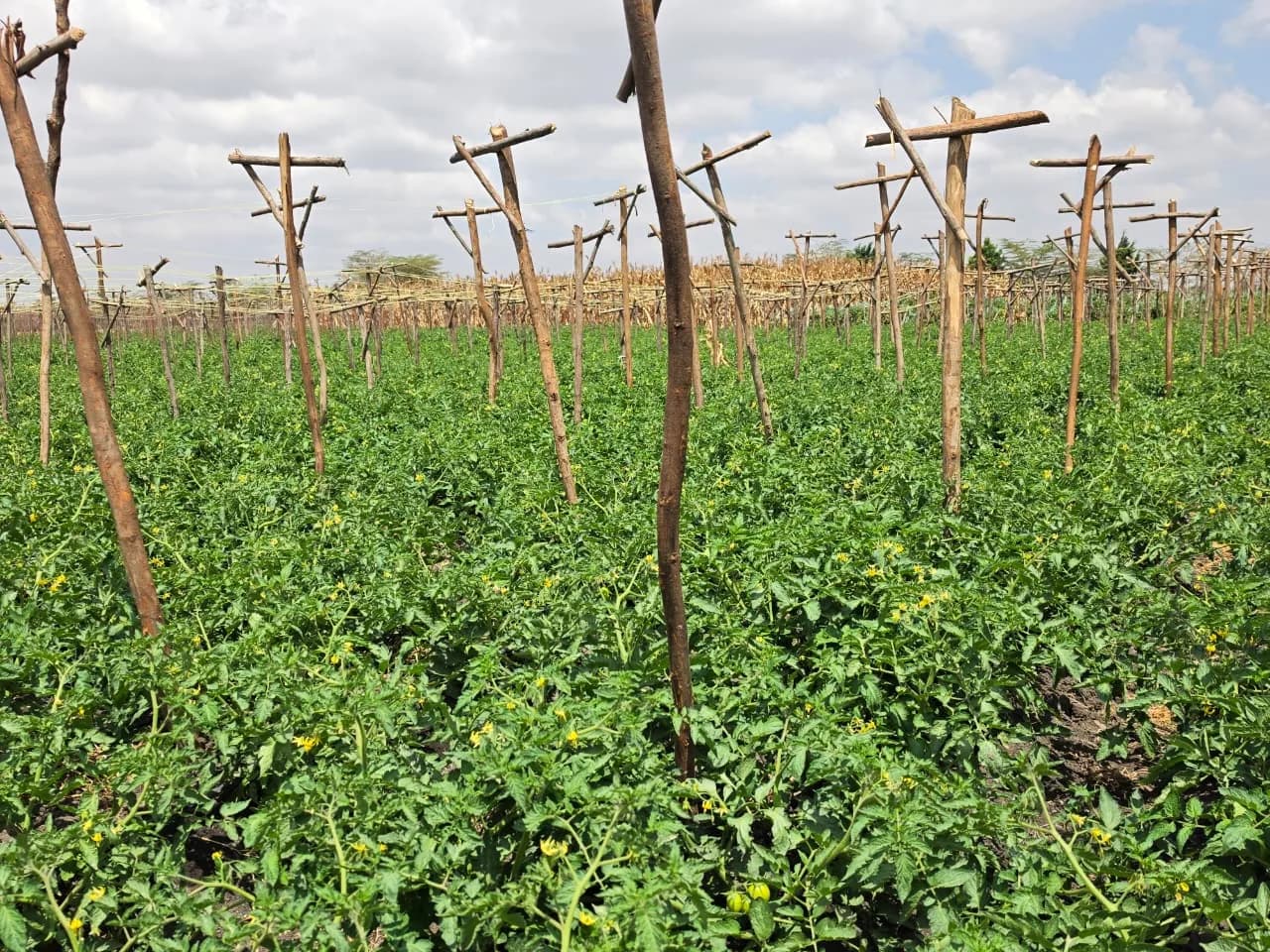 Trellis posts across the flowering tomato field