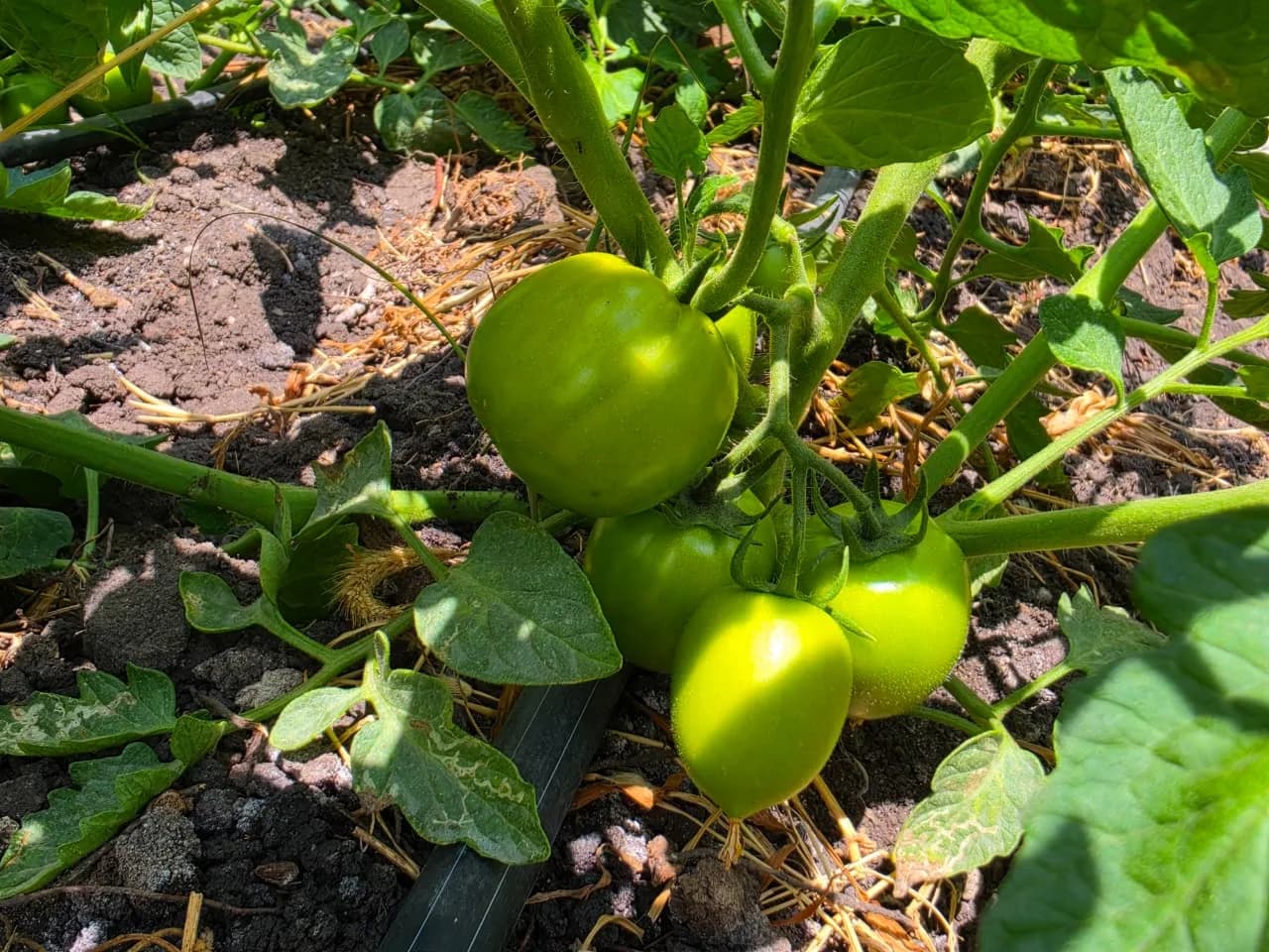 Tomatoes forming on a staked plant