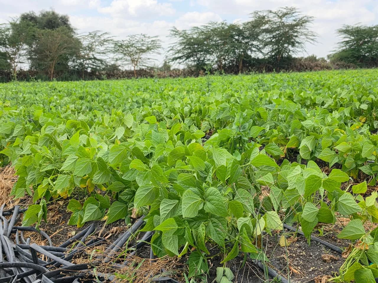 A dense bean field bordered by trees