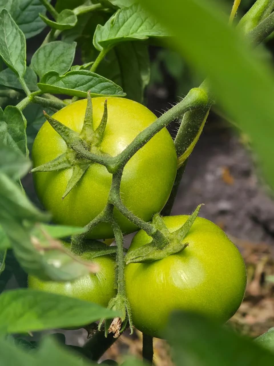 Hand-checking the tomato crop