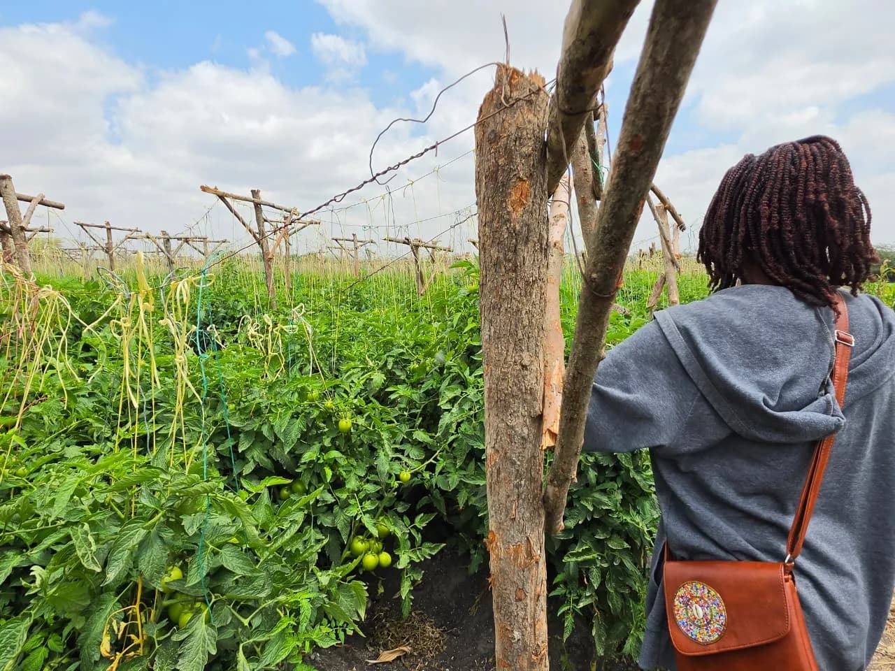 Walking the tomato rows