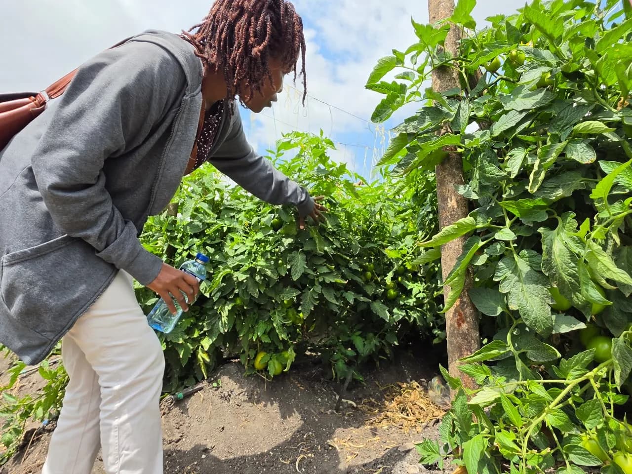 Checking on the tomato crop