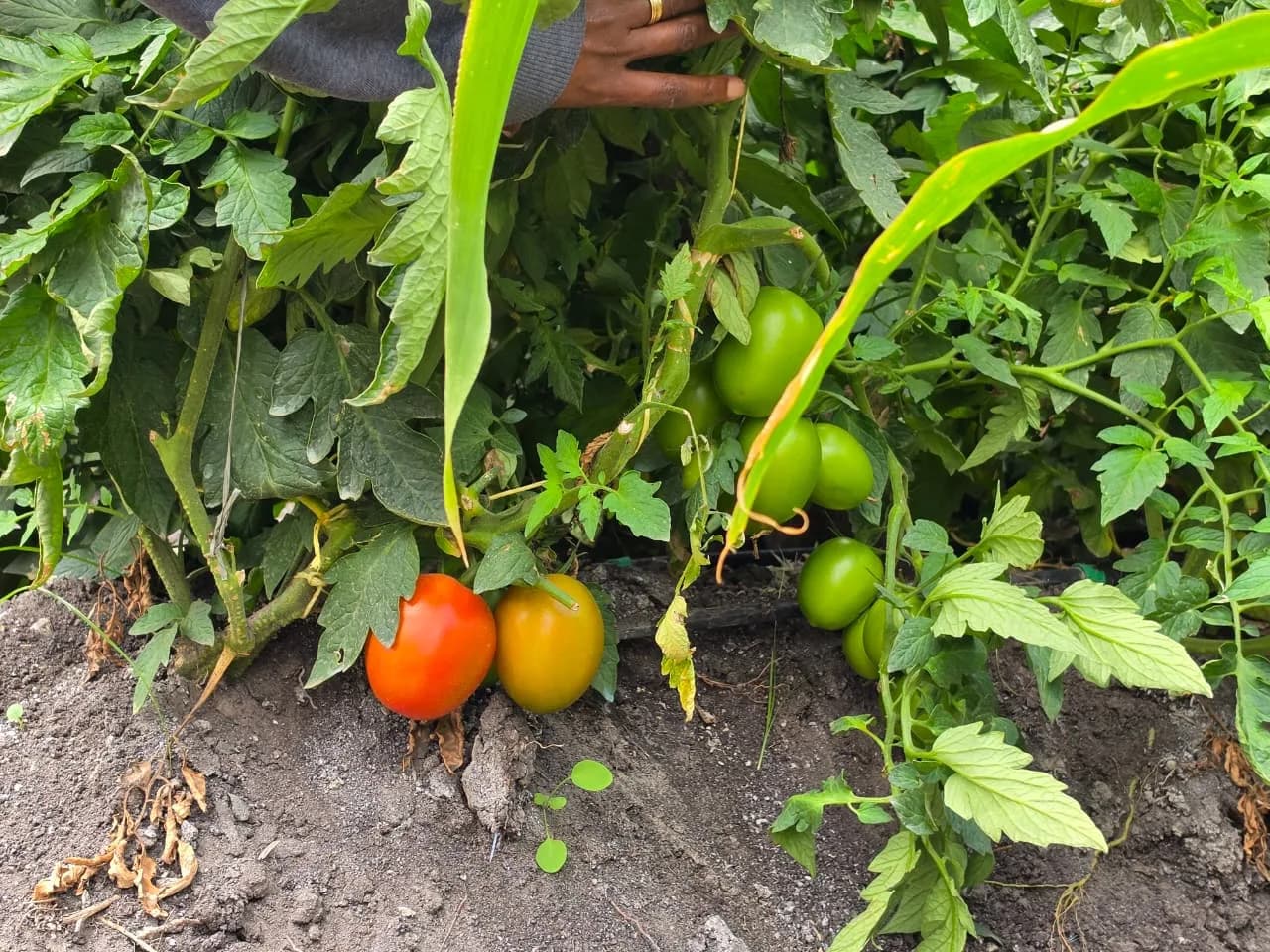A tomato just turning red