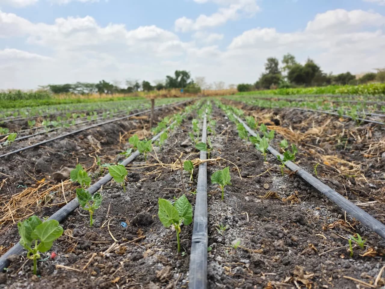 Young bean seedlings pushing through