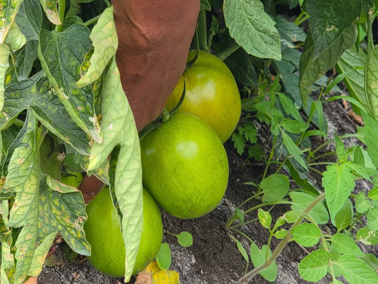 Parting the leaves to check the tomatoes