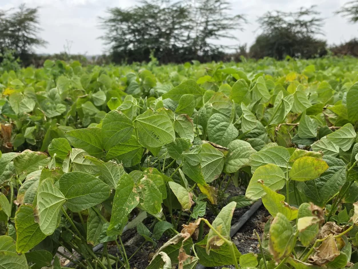French beans covering the field