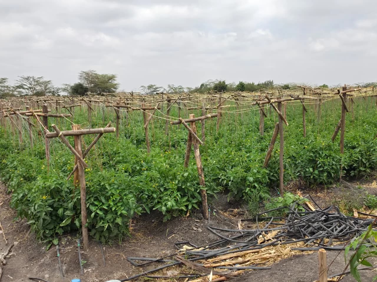 Another view across the tomato trellis