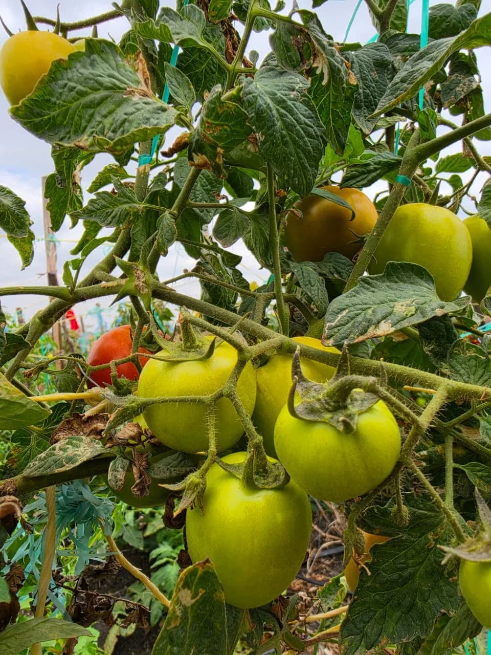 A pair of tomatoes still to ripen