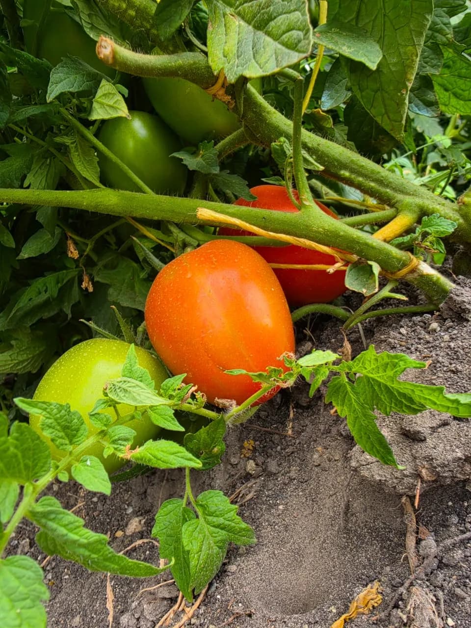 A tomato turning from green to ripe red