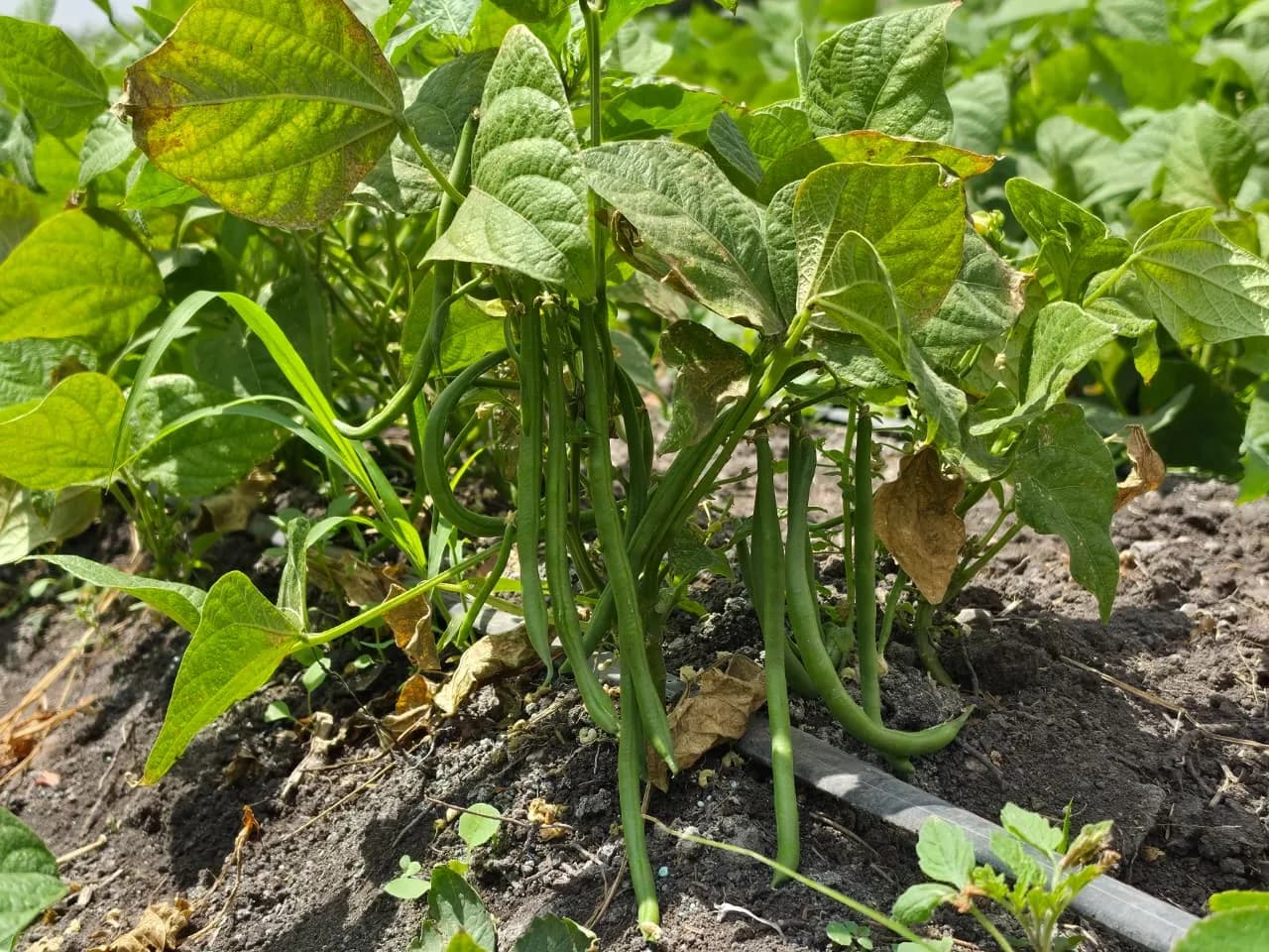 French beans forming on the vine