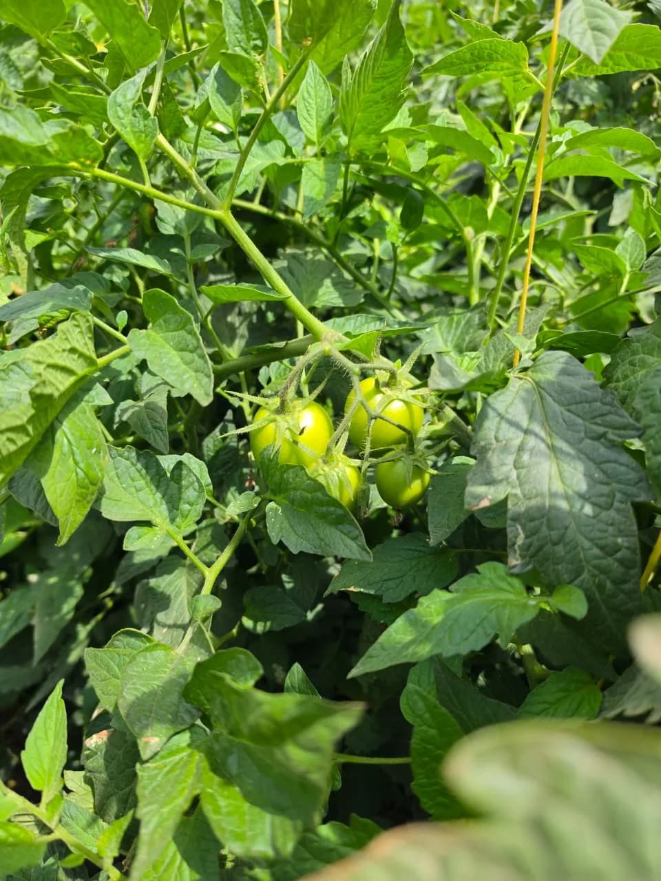 A trio of tomatoes still green