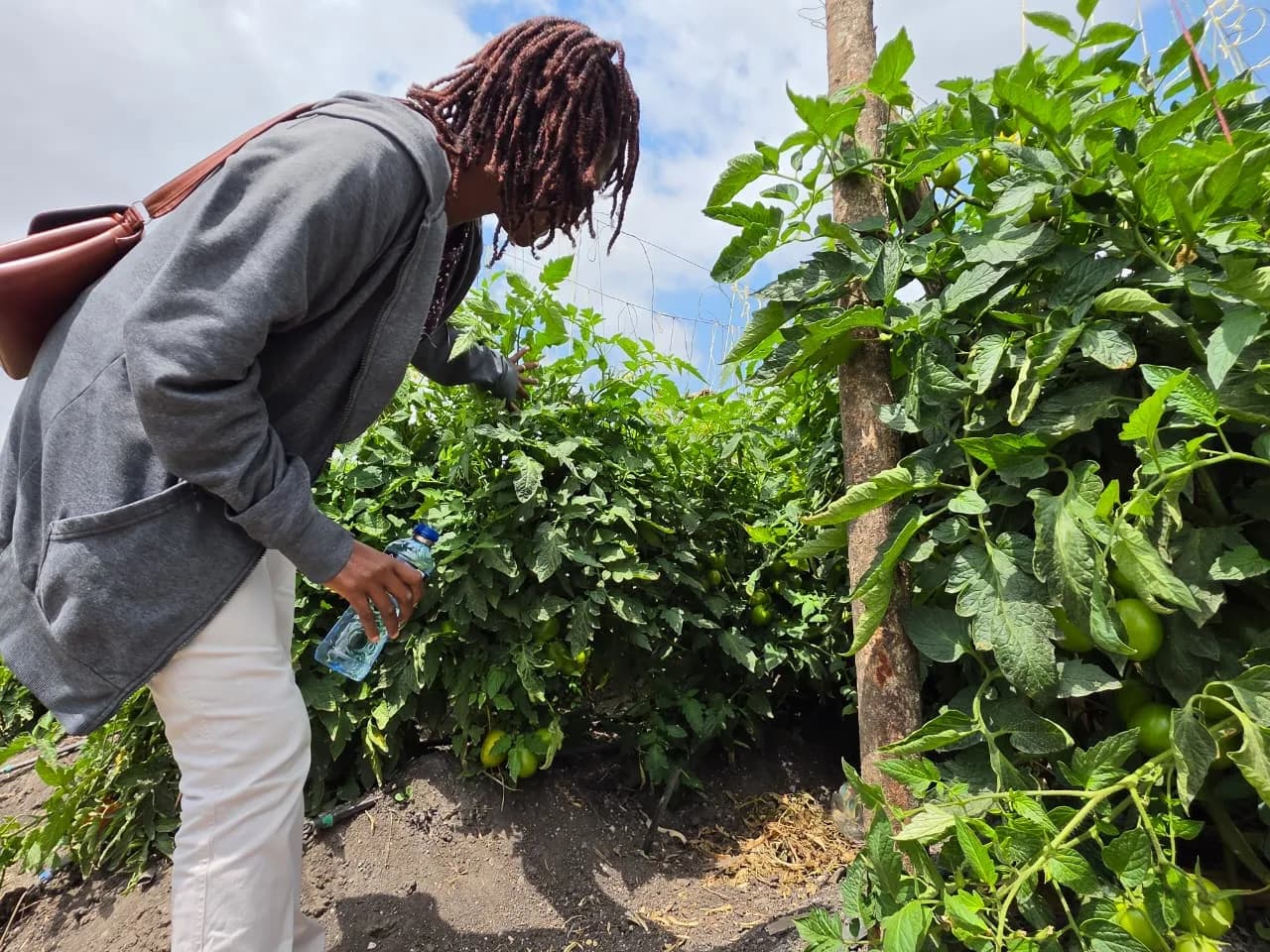 Checking on the tomato rows