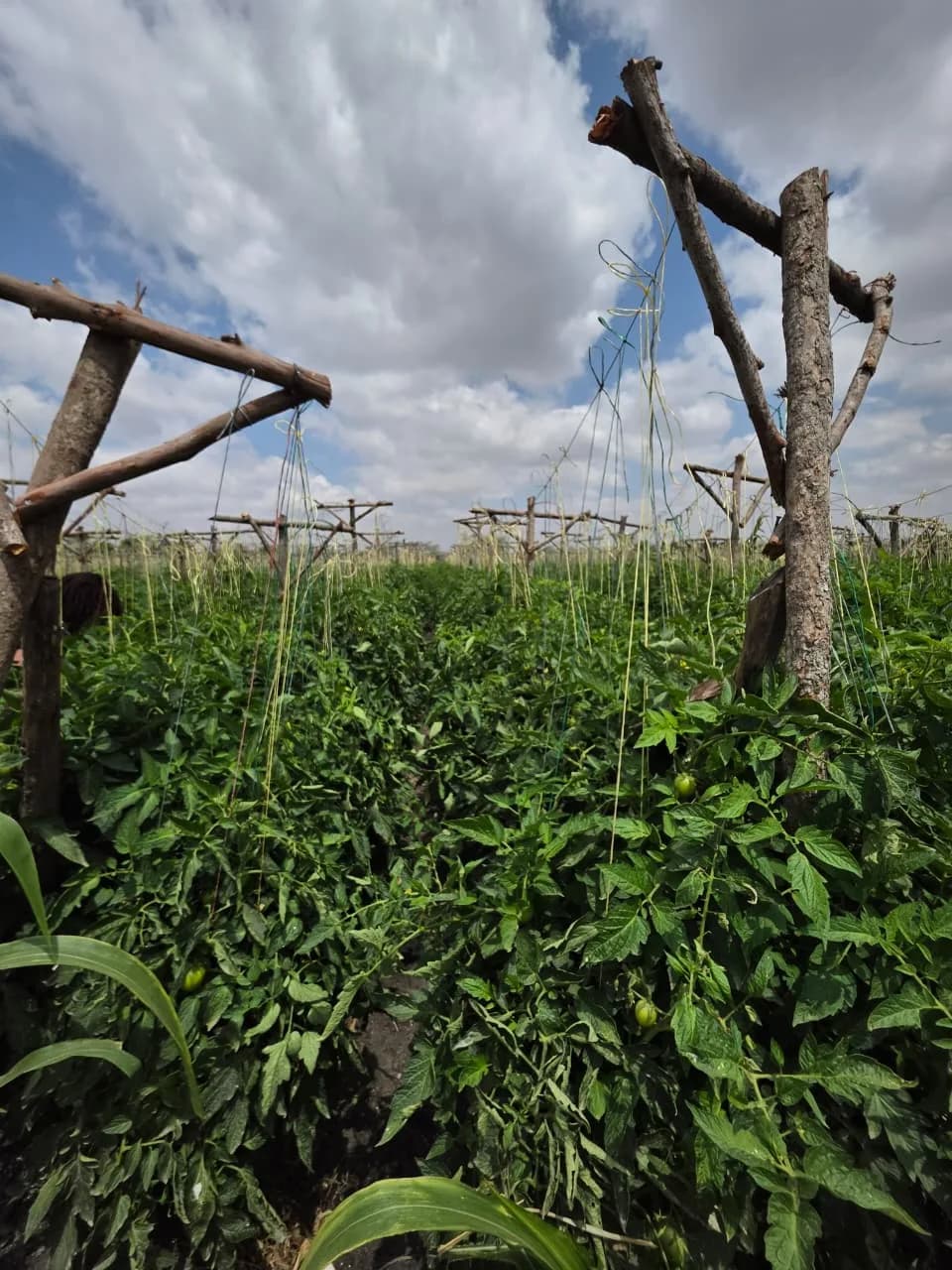 Tomato trellising across the field
