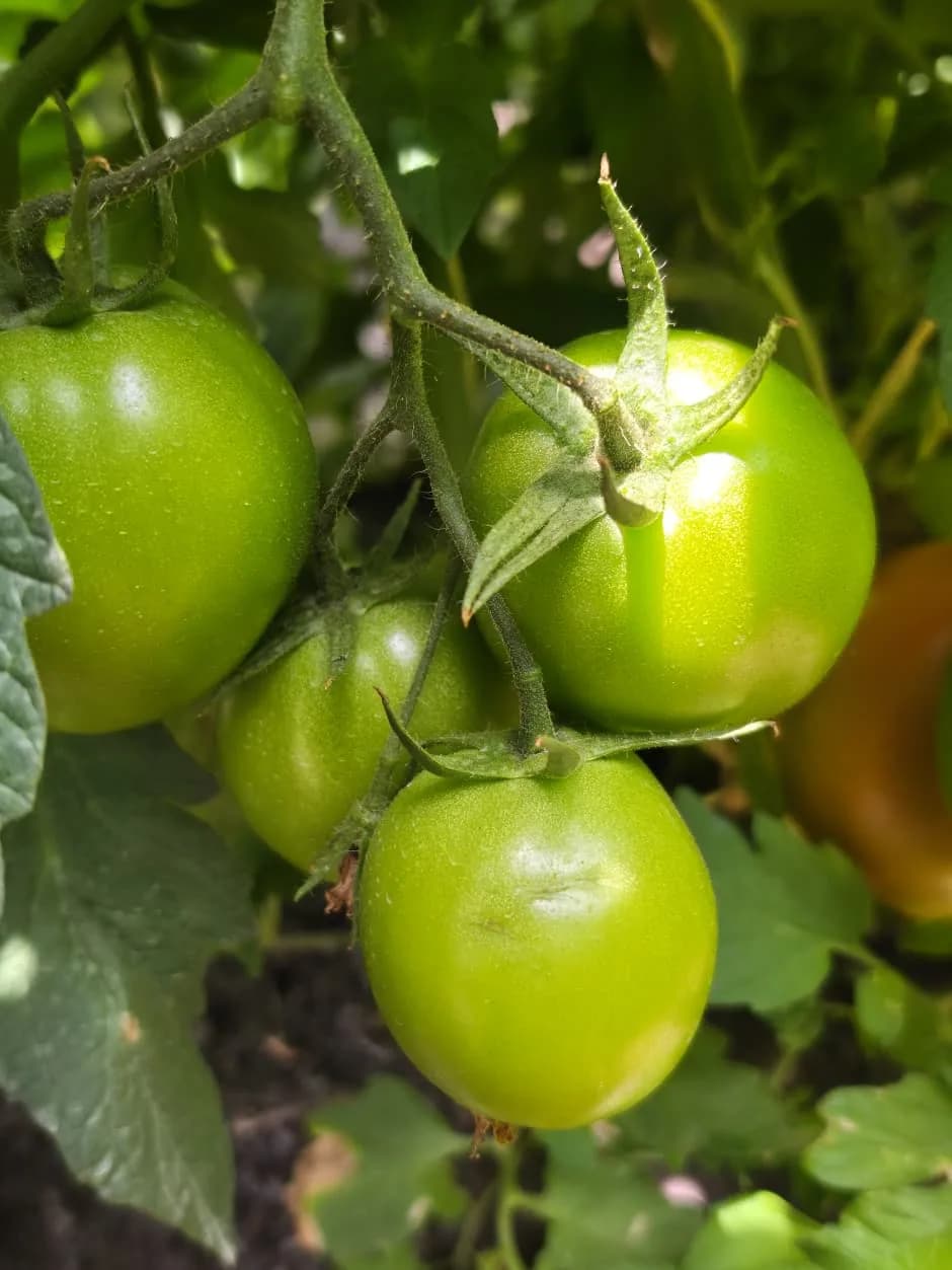 A cluster of tomatoes still ripening