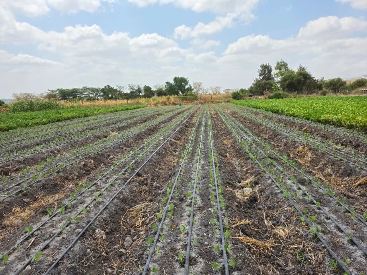 Bean seedlings along the drip lines
