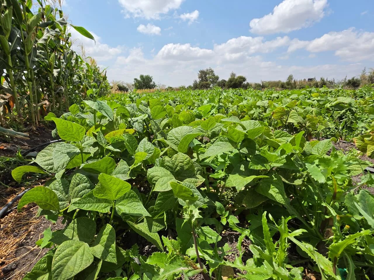 French bean rows bordering the maize block
