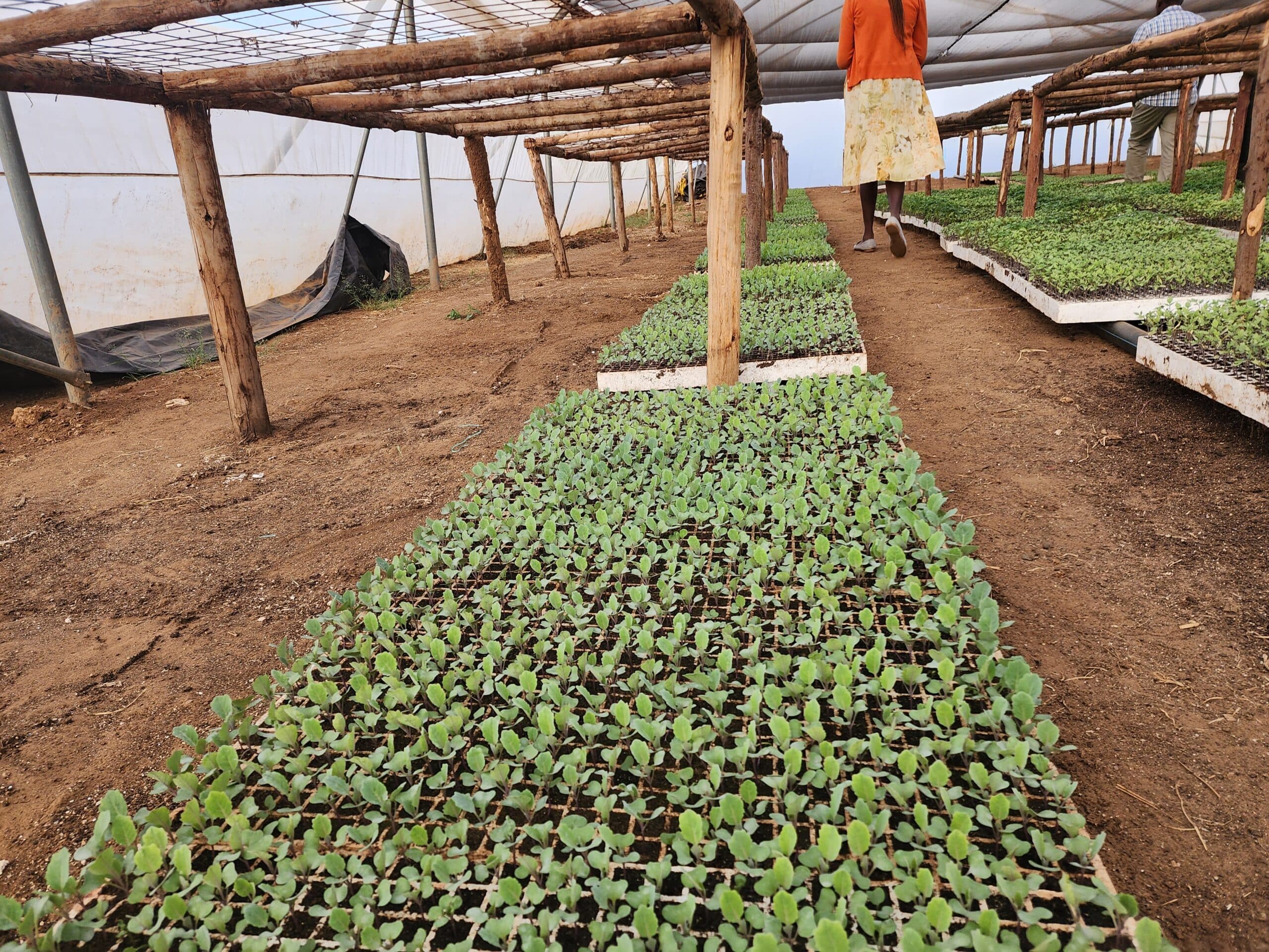 Kilimo Hakika field day, June 2024
