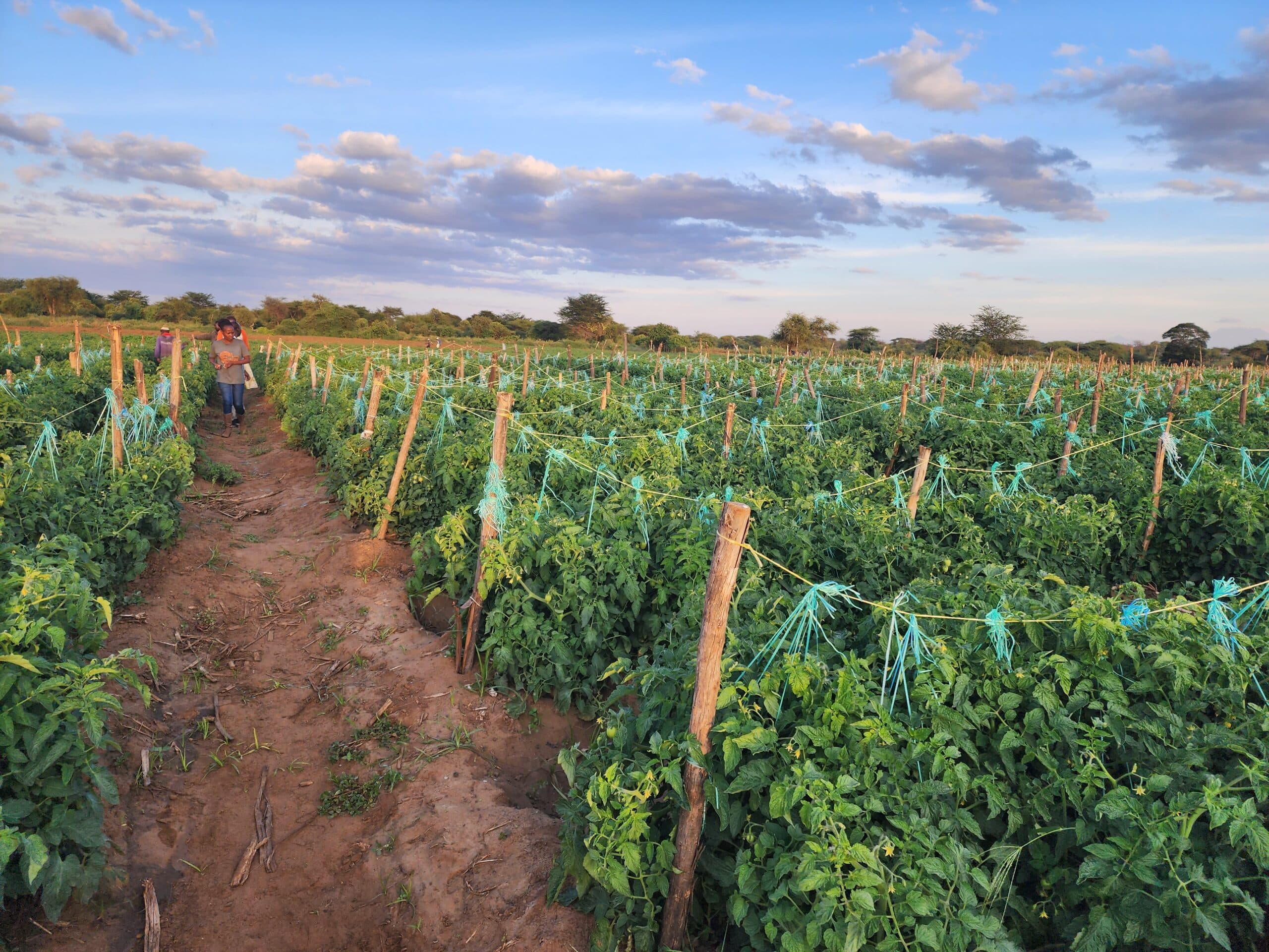 Kilimo Hakika field day, June 2024