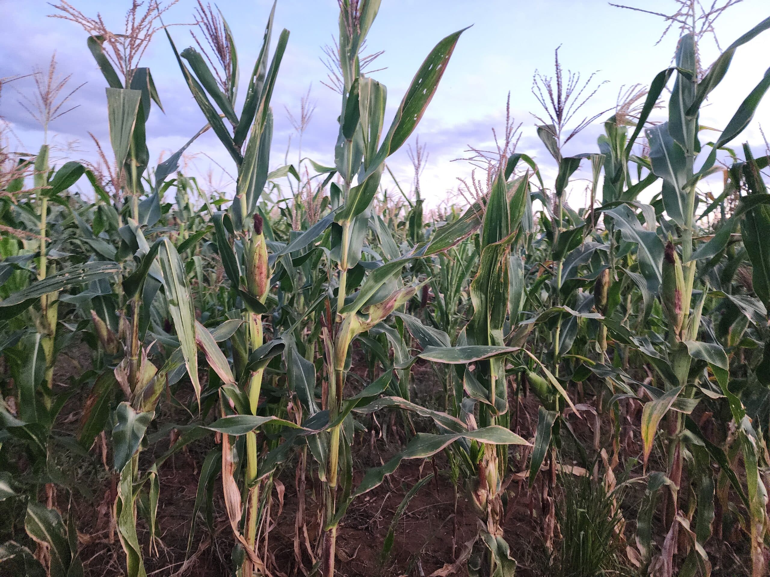 Kilimo Hakika field day, June 2024