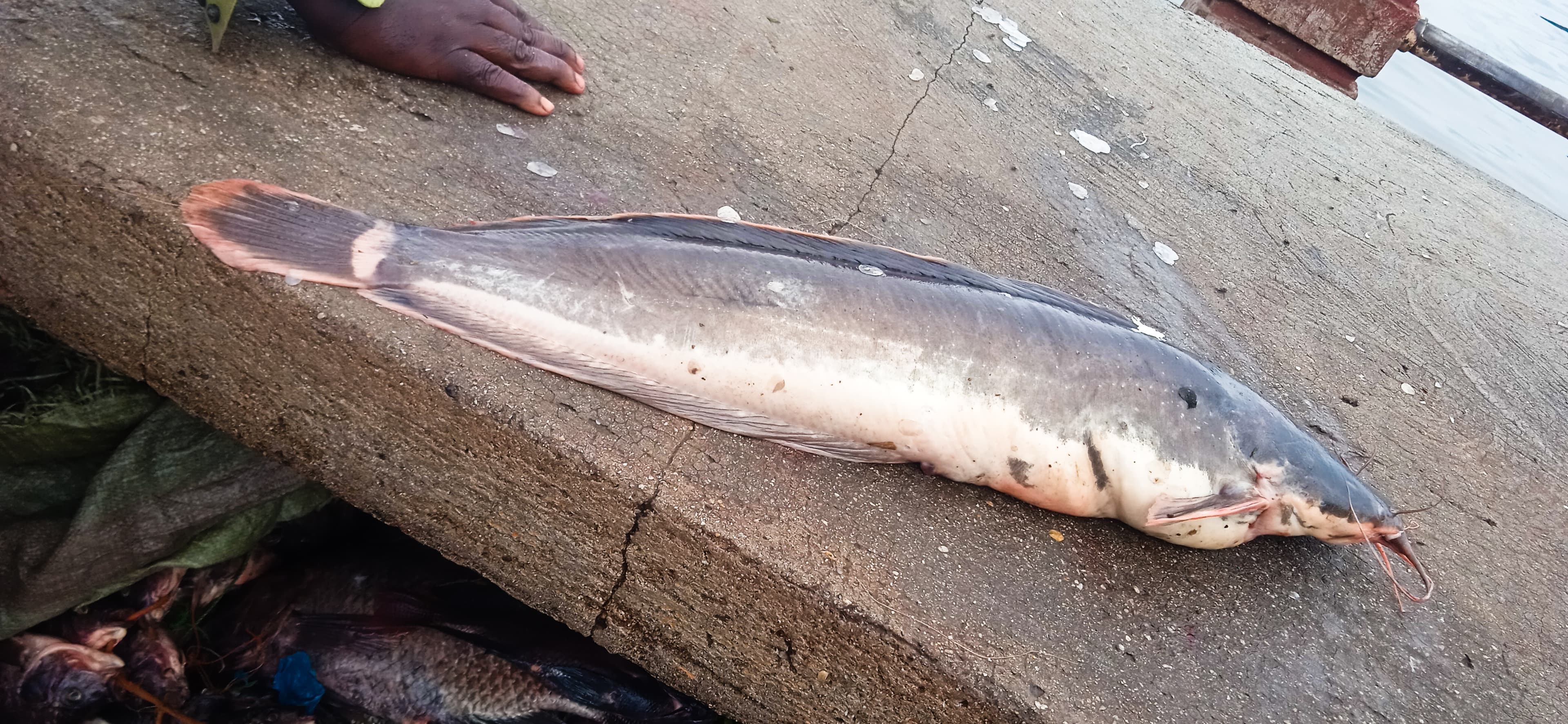 Catfish Finisher