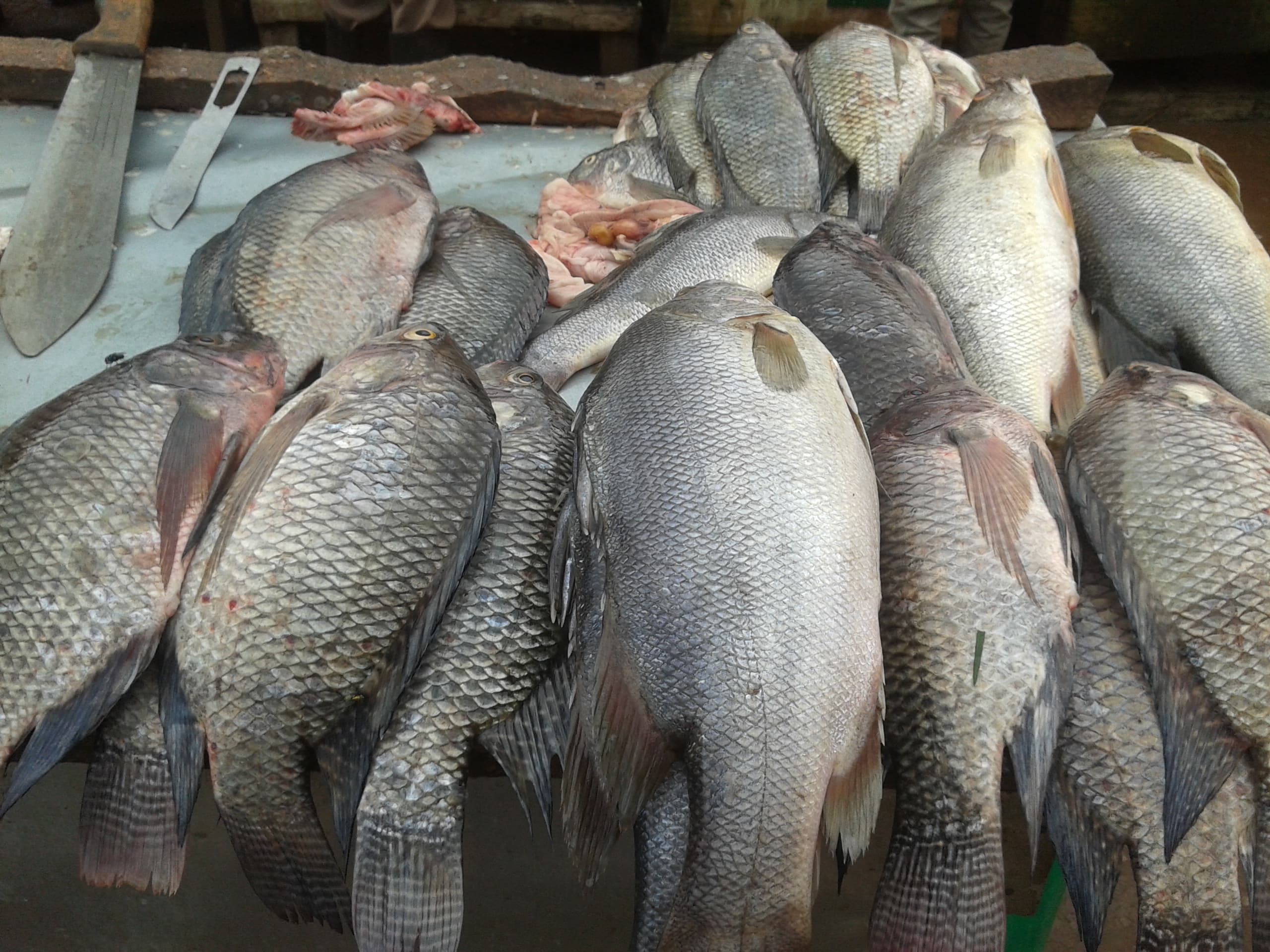 Tilapia Finisher